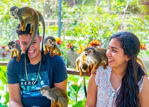 MONKEY LAND