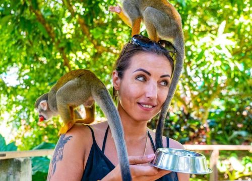 Tour de un dia completo a Monkeyland y la plantacion