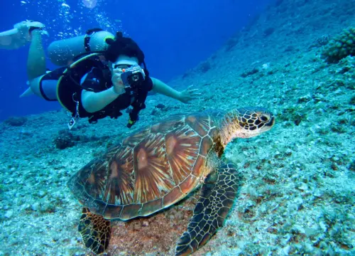 ¿Dónde se puede ver la fauna de la isla Saona?